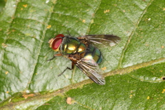 Chrysomyinae