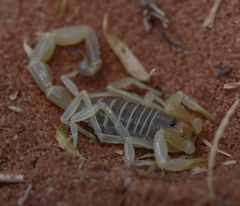 Buthacus leptochelys