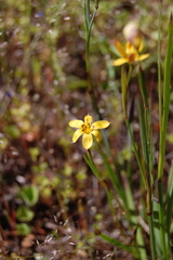 Sisyrinchium patagonicum