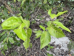 Coccoloba diversifolia