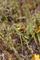 Sisyrinchium patagonicum