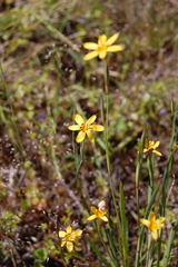 Sisyrinchium patagonicum