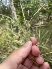 Paspalum laxum