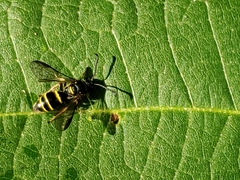 Argogorytes nigrifrons