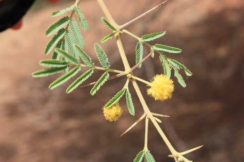 Egyptian acacia