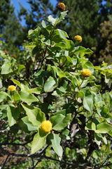 Podanthus ovatifolius