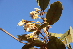 Styrax ferrugineus