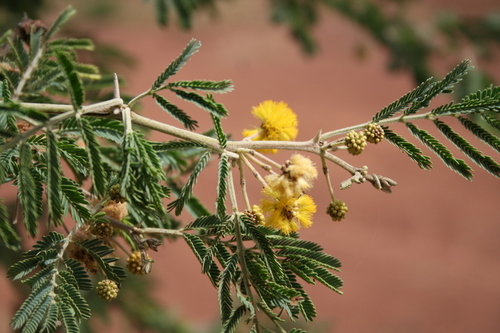 Acacia nilotica image