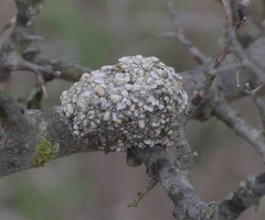 Dianthidium
