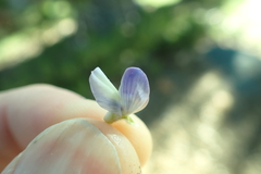 Lupinus lepidus sellulus