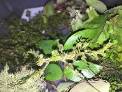 Trychopeplus laciniatus