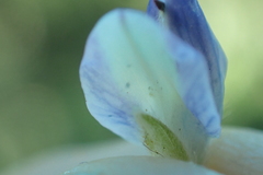 Lupinus lepidus sellulus