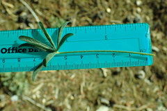 Lupinus lepidus sellulus
