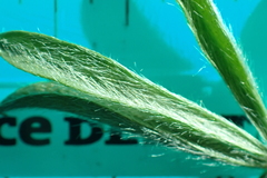 Lupinus lepidus sellulus