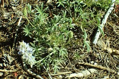 Lupinus lepidus sellulus