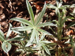 Lupinus lepidus sellulus