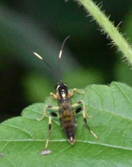 Cratichneumon paratus