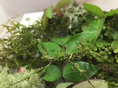 Trychopeplus laciniatus