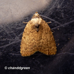 Anachrostis