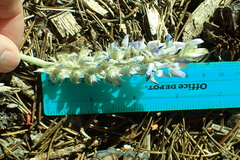 Lupinus lepidus sellulus