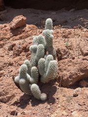 Mammillaria phitauiana