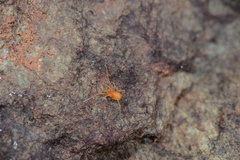 Megacina shusteri