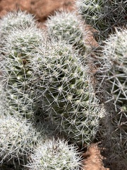Mammillaria phitauiana