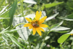 Agapostemon virescens