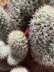 Mammillaria phitauiana