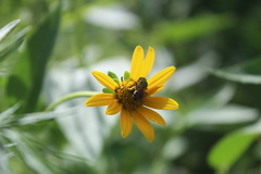 Agapostemon virescens