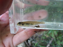 Etheostoma rupestre