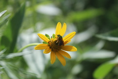 Agapostemon virescens