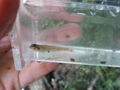 Etheostoma rupestre