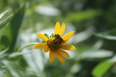 Agapostemon virescens