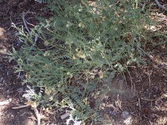Astragalus bolanderi