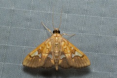 Nosophora