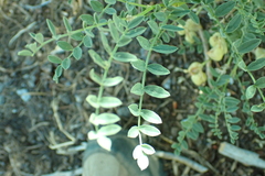 Astragalus bolanderi
