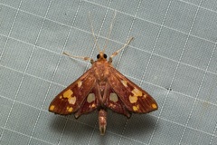 Chalcidoptera emissalis