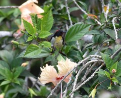 Myzomela jugularis
