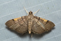 Omiodes dispilotalis