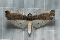 Orphnophanes eucerusalis