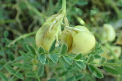 Astragalus bolanderi