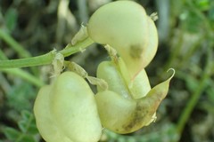 Astragalus bolanderi