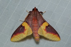 Pachynoa purpuralis