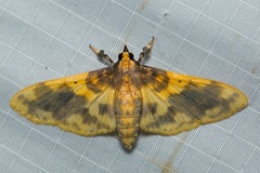 Pachynoa thoosalis