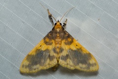Pachynoa thoosalis
