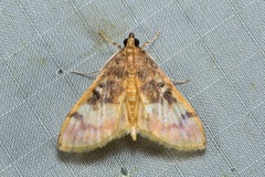 Pseudebulea
