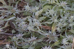 Eryngium armatum
