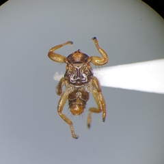 Lipoptena fortisetosa