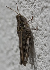 Phlibostroma quadrimaculatum